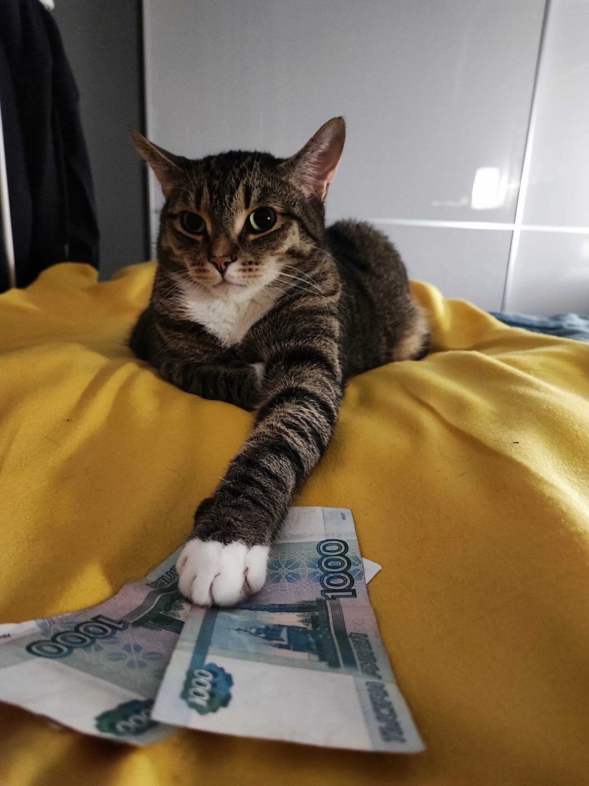 Котик и финансы. Богатый кот с деньгами. День денежного кота. Богатый котик. Денежный кот.
