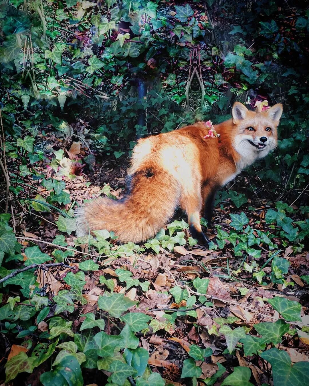 Сколько лет живут лисы. Лиса Джунипер. Лиса в природе. Дикая лиса. Лиса в лесу домашняя.