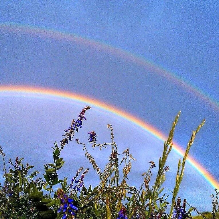 Радуга фото. Радуга над лугом. Радуга после дождя. Цвета радуги фото. Дождливая радуга