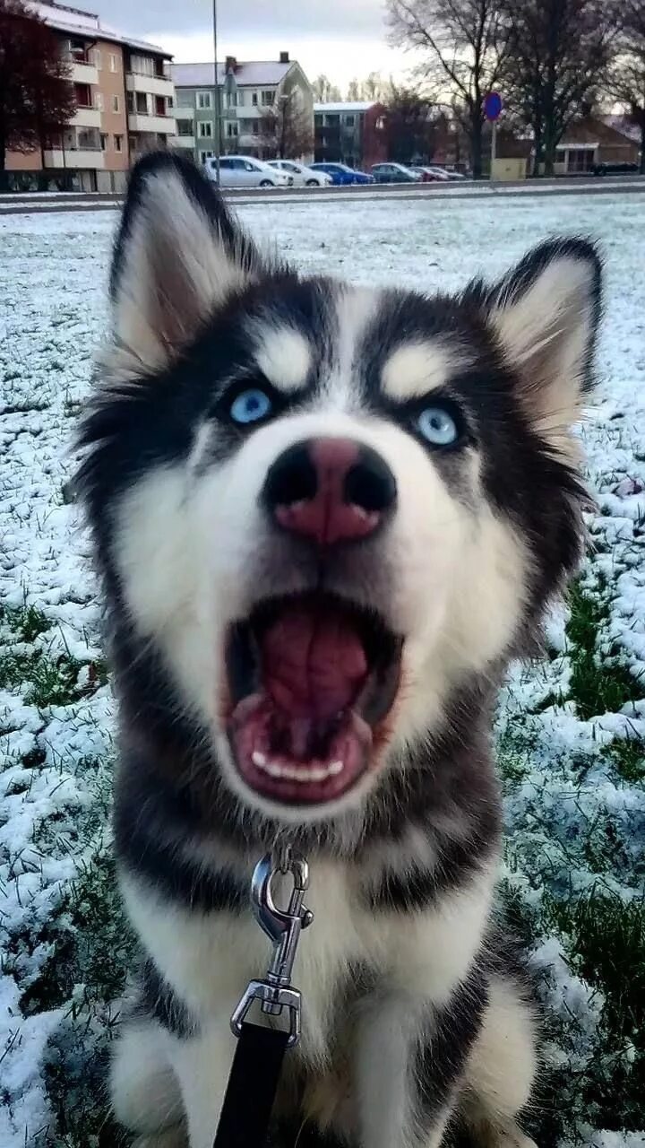 Хаски глупые. Собака хаски. Бешеная хаски. Хаски улыбается. Хаски 2023.