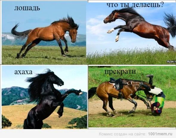 Конь чаю мем. Конь чаю мем. Конь чаю мем. Конь чаю мем. Конь чаю бегу.