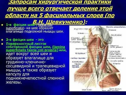 Образующая мышца