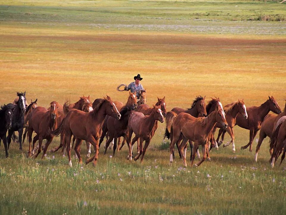 Табун лошадей. Табун серых. Табун лошадей. Лошади в степи калмыкии. Табун лошадей на пастбище.