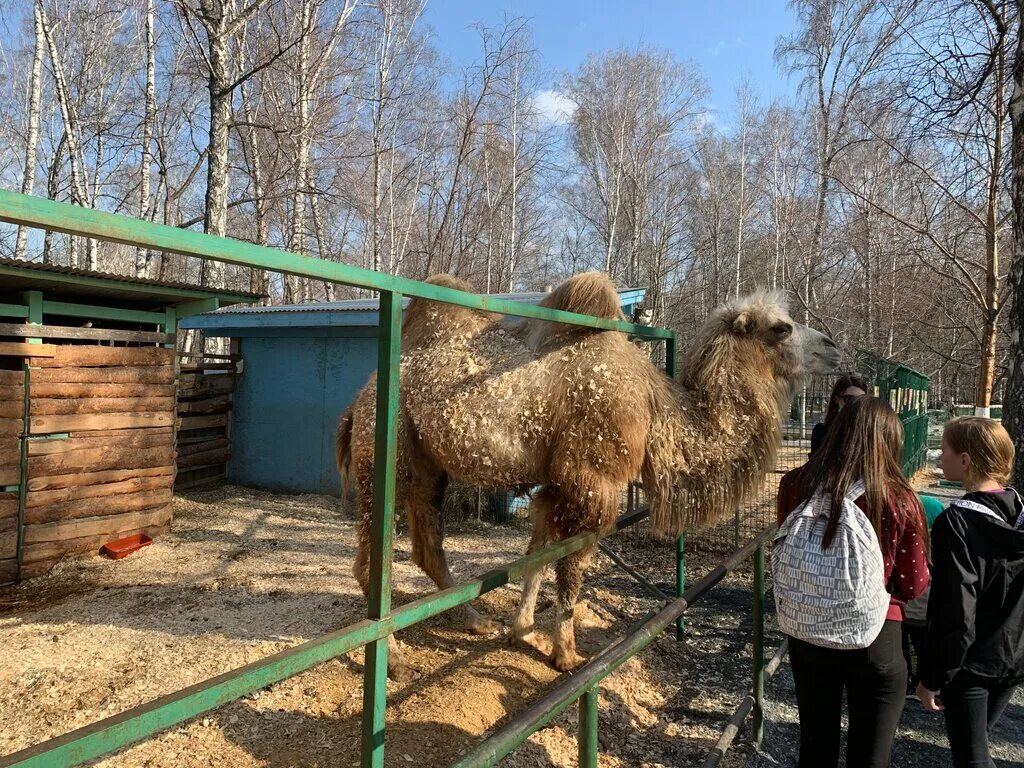 фермы на мзп 9 метров. фермы новосибирск. страусиная ферма новосибирск. страусиная ферма высокогорский район. фермы новосибирск.