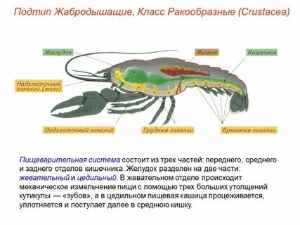 Членистоногие способ добывания пищи