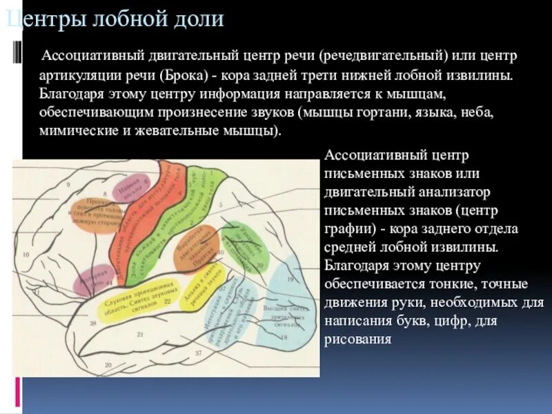 В лобной доле расположен центр. Речедвигательный центр (центр Брока) расположен. Ассоциативный центр речи. Двигательный центр речи. Ассоциативные зоны лобной доли.