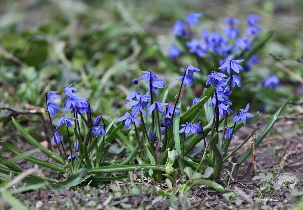 Подмосковная голубая пролеска. Печеночница hepatica nobilis. Полевые первоцветы. Крокус ветреница, подснежник,медуница. Первоцветы средней полосы фото.