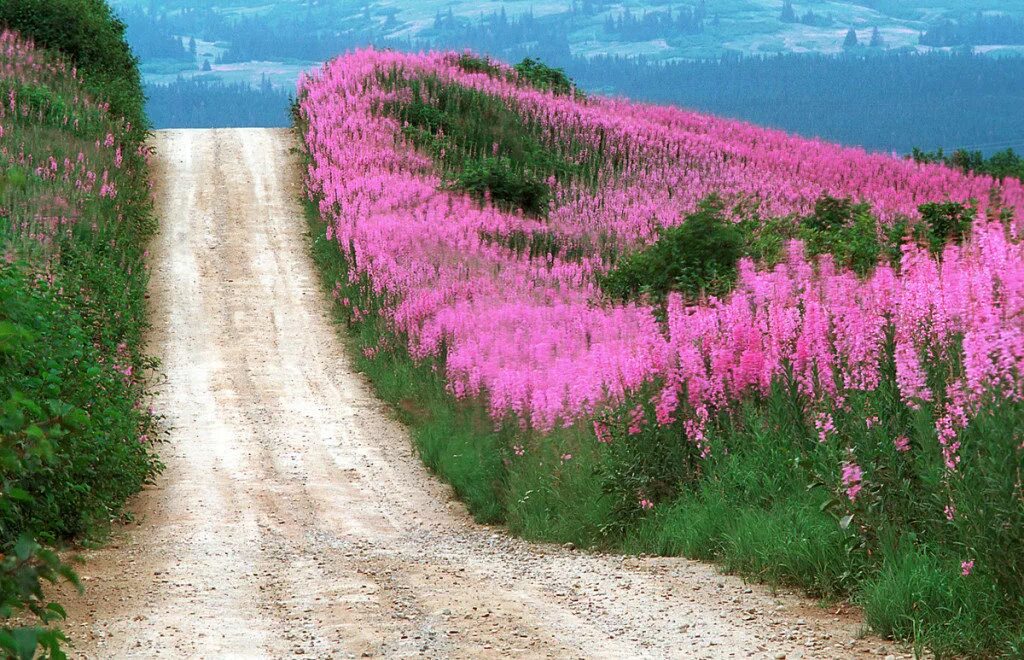 трава вдоль дорог. растут вдоль дороги. растут вдоль дороги. борщевик вологодская. деревья вдоль трассы.