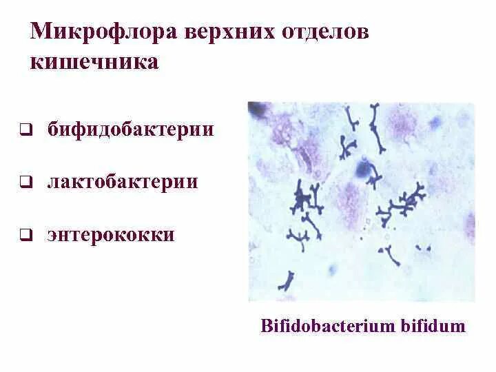 Микрофлора п