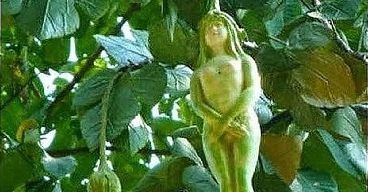 Нарилата (narilatha). Спеленатый младенец, ангулоя одноцветковая (anguloa uniflora). Цветок narilatha. Дерево с плодами похожими на человека. Мандрагор демон.