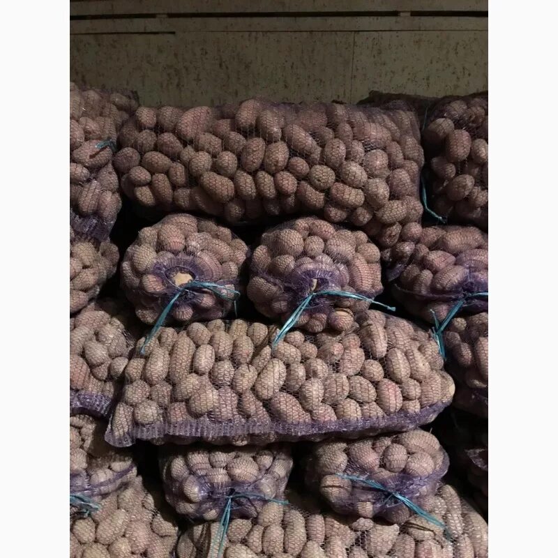 Купли картофель оптом. Сетки картофеля на складе. 600 кг картофеля. Приемка картофеля. Картофель крупный в сетке.
