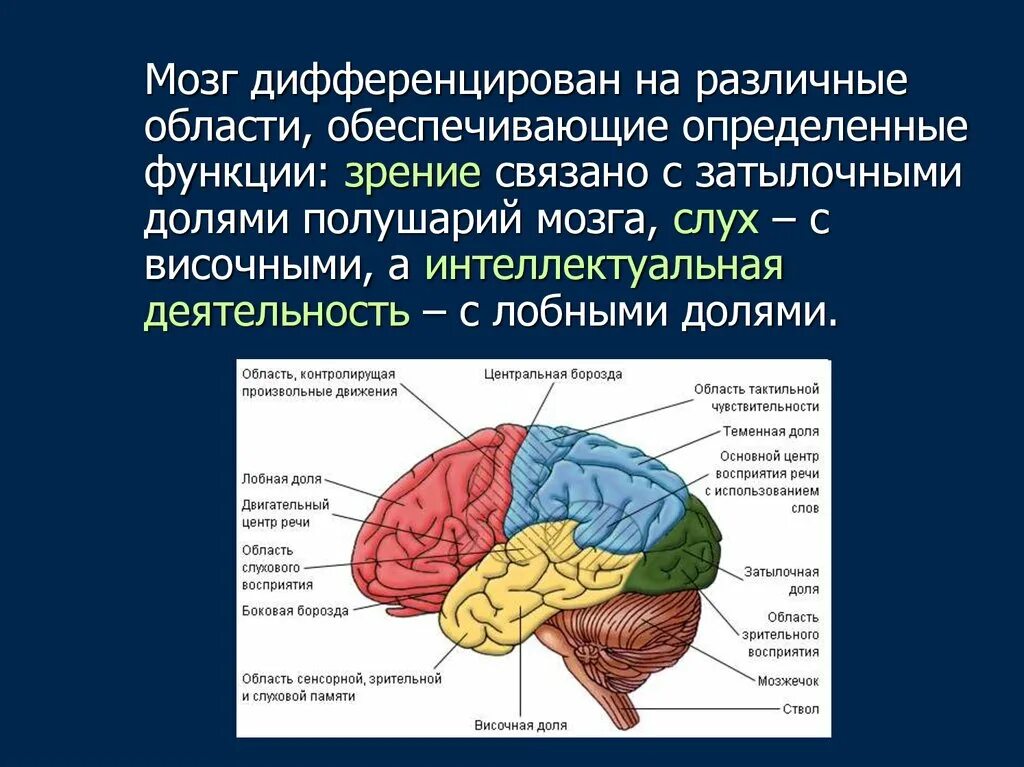 Доли мозга. Доли полушарий переднего мозга. Мозг доли мозга. Со зрением связаны доли полушарий переднего мозга.