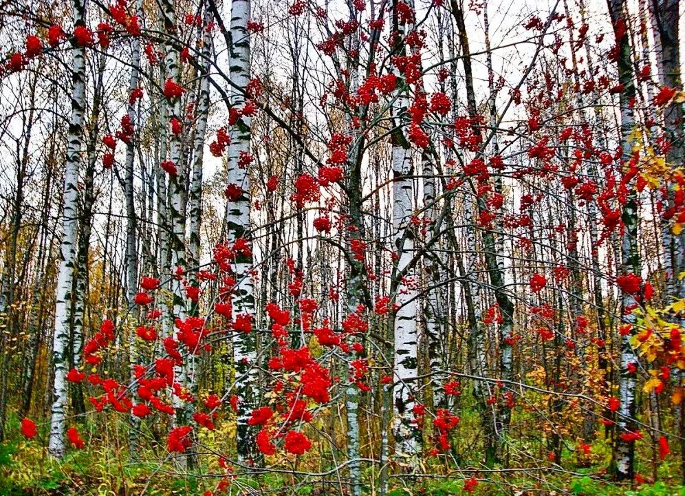 Фанерофиты рябина. Рябина плакучая. Река Березка рябина. Рябина обыкновенная плакучая. Ноябрь звук