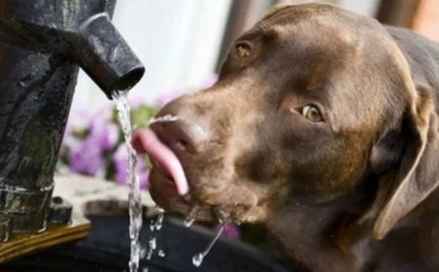 Собака отказывается пить воду. Собака пьет. Собака пьет воду. Собака лакает. Жажда у животных.