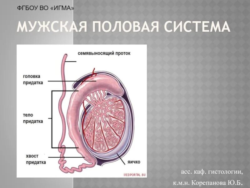 Репродуктивные органы мужчины. Мужская половая система. Строение мужских половых органов. Анатомия мужской половой системы. Мужская половая система эмбриология.