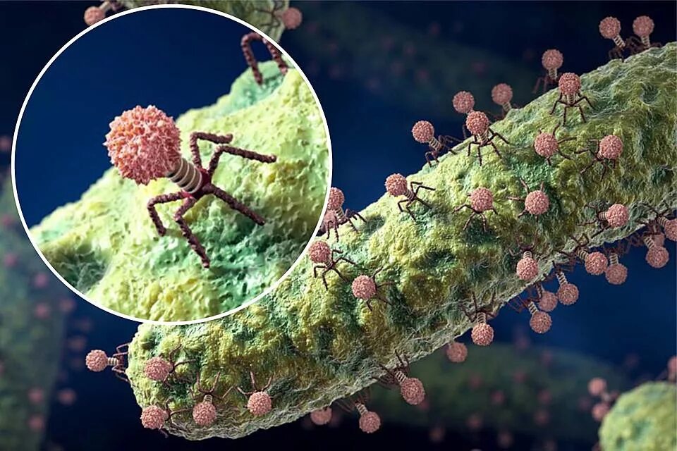 Микроорганизмы это живые организмы. Бактериофаг и бактерия. Вирусы бактерий бактериофаги. Бактериофаг атакует бактерию. Вирус бактериофаг под микроскопом.