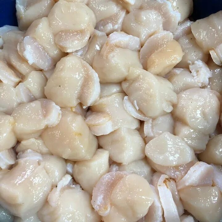 морской гребешок курильский. филе морского гребешка. гребешок дикий курильский. морской гребешок сахалин. филе морских гребешков.