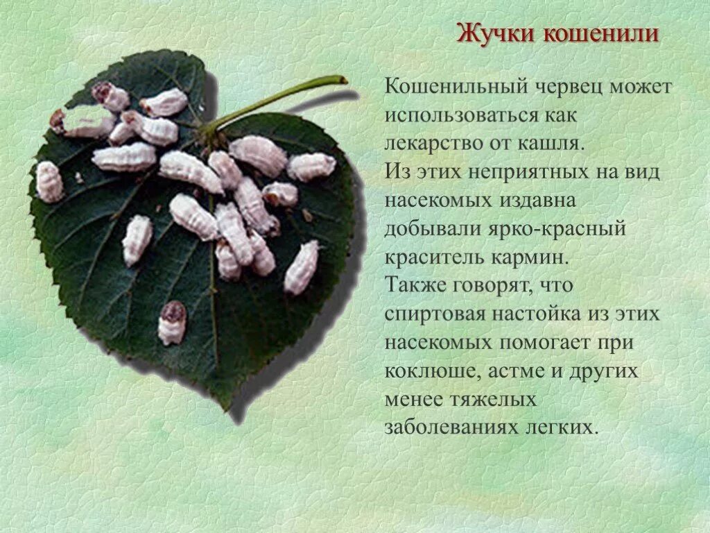 Кошенильный червец что это такое. E120, кармин (натуральный красный 4). Кармин е120. Жук червец. Кошенильный червец что это такое.