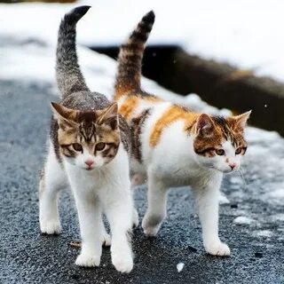 Может ли домашняя кошка
