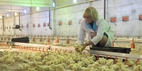 Кировская птицефабрика