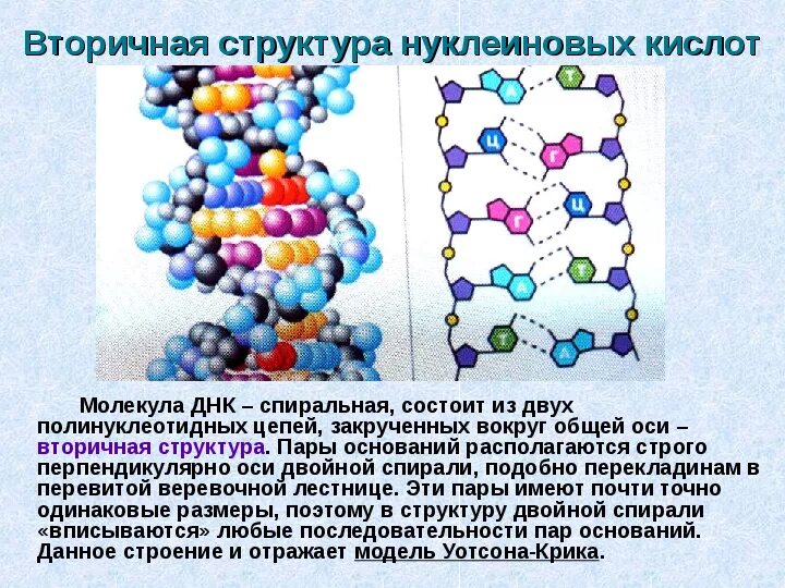 Вирус состоит из нуклеиновой кислоты и белка