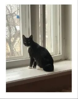 Кошки которые живут мало
