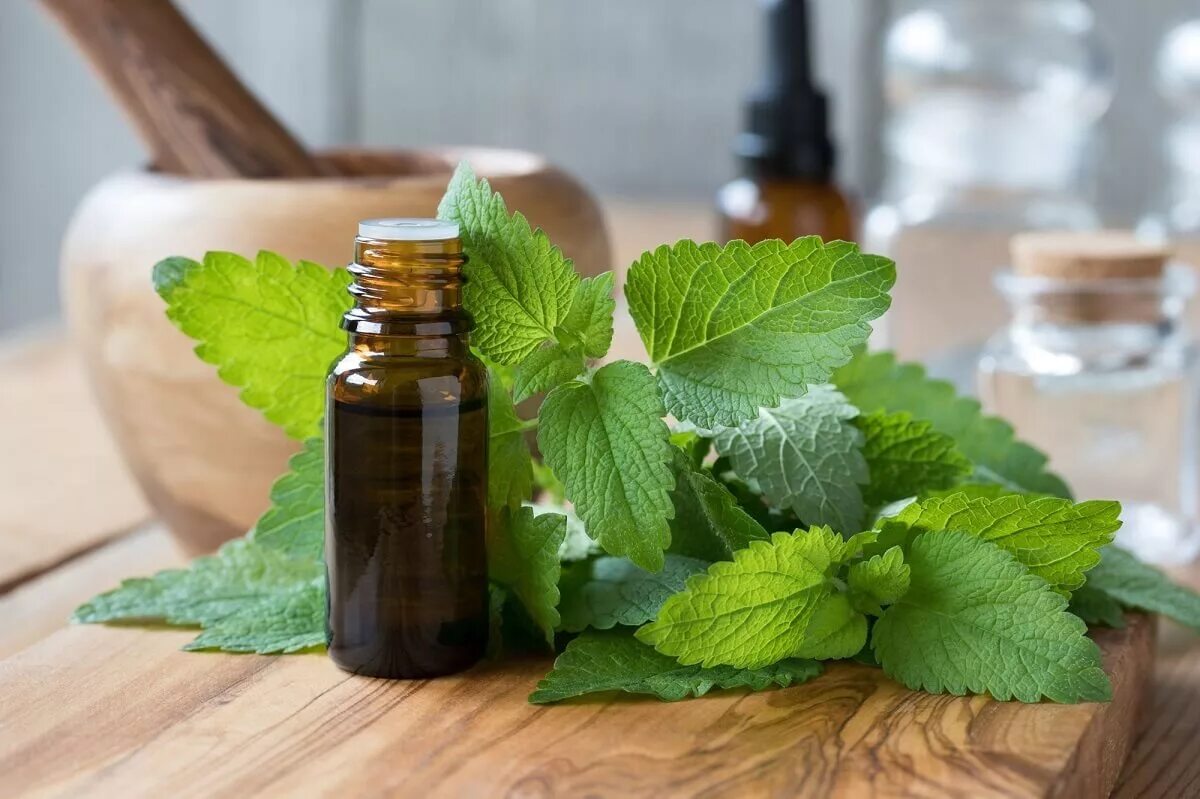 Мелисса (травы). Мелиссу на ночь можно. Замороженная мята. Мелиссу на ночь можно. Мелисса растение.