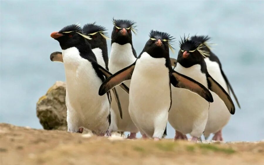 10 е января. День обучения танцам пингвинов. День обучения танцам пингвинов 10 января. Танцующие пингвины. Пингвин танцует.