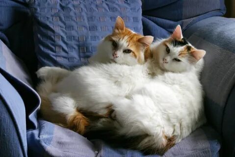 К чему снятся 2 кота
