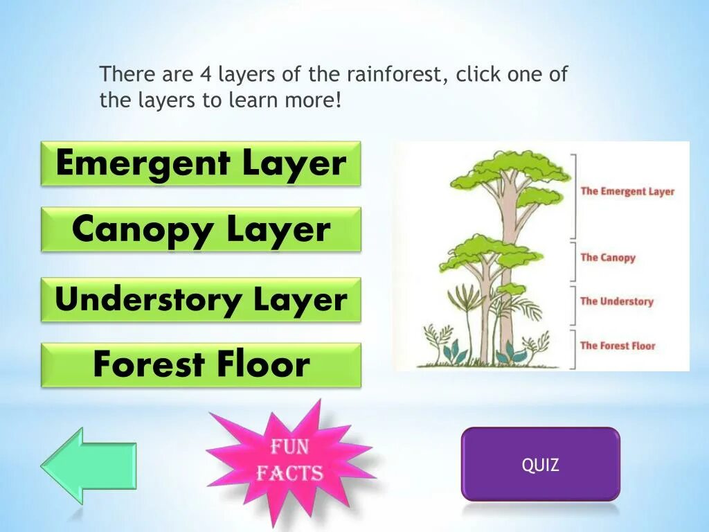 Emergent layer Rainforest. Tropical Rainforest кластер. Rainforest layers. Emergency layer Forest.