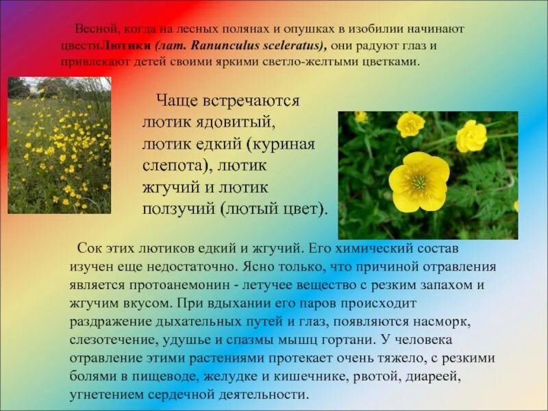 Когда начинают цвести цветы. Лютик ядовитый Ranunculus sceleratus. Лютик едкий куриная слепота. Лютик едкий цветок описание. Чистотел едкий Лютик.