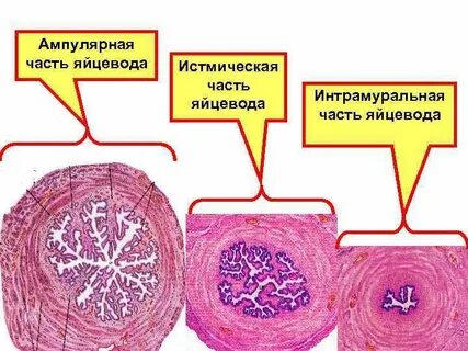 Гистология труб