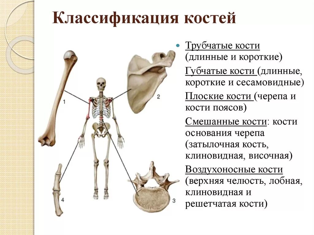 Каких костей относятся кости лопатки. Трубчатые губчатые плоские кости. Кости человека трубчатые губчатые плоские смешанные. Классификация костей анатомия трубчатые. Кости трубчатые губчатые плоские и смешанные классификация.