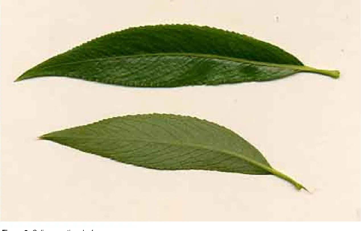 Salix aegyptiaca. Ива ломкая листья. Ивовый лист. Лист ивы на прозрачном фоне. Форма листа ивы