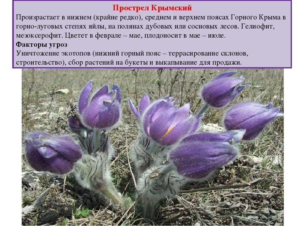 Крокус шафран крымский. Тюльпан шренка окружающий мир. Скальные растения крыма. Животные красной книги крыма. Краснокнижное растение крыма.