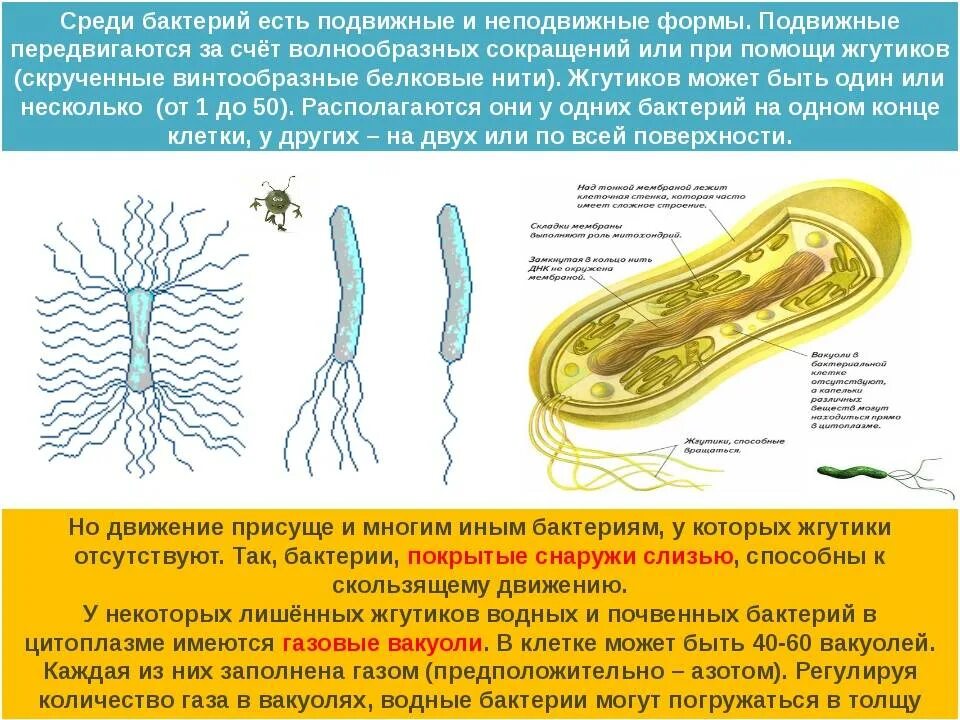 Движение клетки. Как бактерии перемещаются с помощью жгутика. Бактерии перемещаются с помощью жгутика. Как они это делают?.