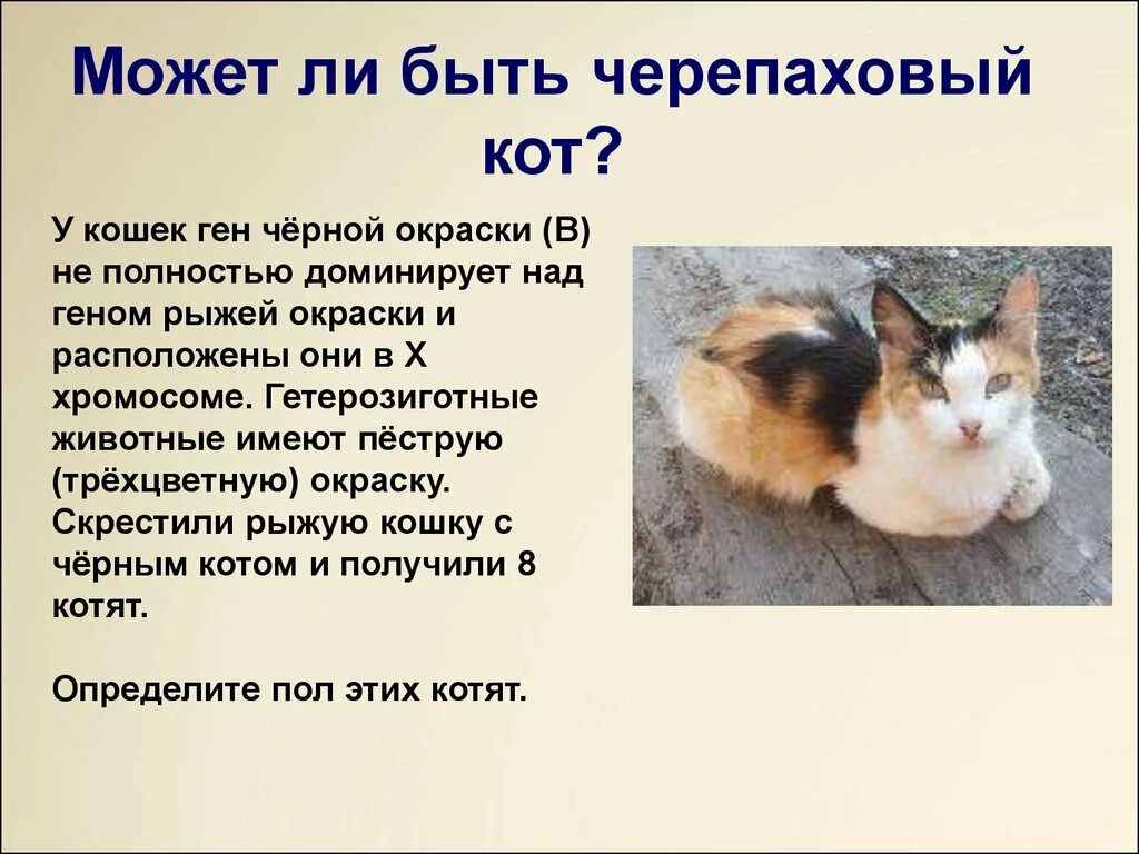 Наследование окраски у кошек сцепленное с полом. Трехцветные кошки наследование. Черепаховая кошка генетика.