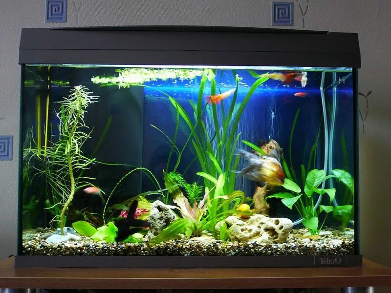 Аквариум с верхней частью. Одноцветные аквариумные рыбки для аквариума. Аквариум с 3 рыбками. Асик в аквариуме. Aquarium 3