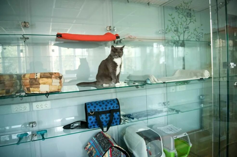 Отель для котов. Гостиница для кошек Краснодар. Гостиница для кошек. Кот в гостинице. Гостиница для кошек в Москве.