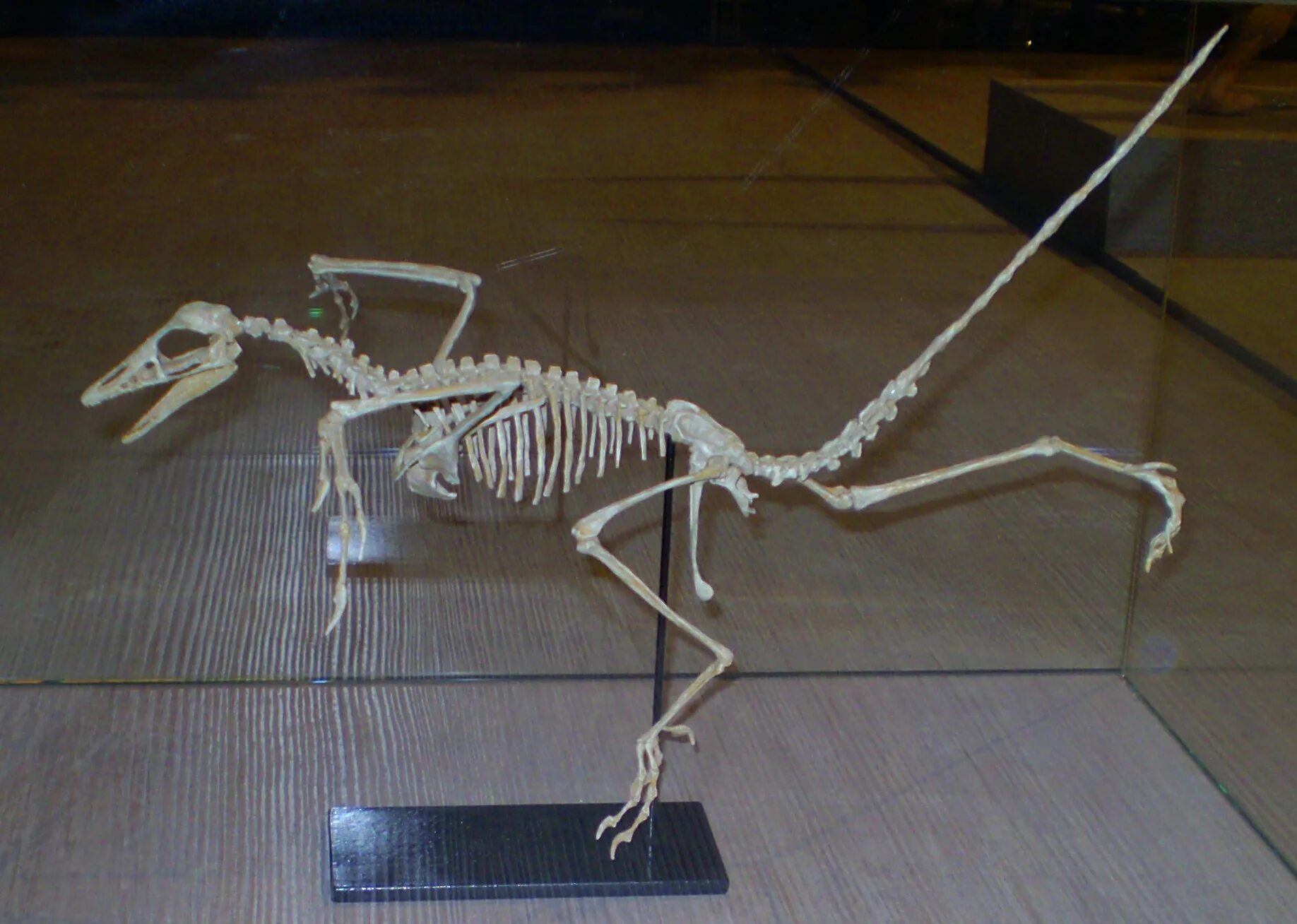 Археоптерикс скелет. Archaeopteryx скелет. Протоавис скелет. Скелет археоптерикса и птицы. Скелет археоптерикса