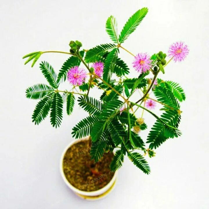 Мимоза стыдливая. Мимоза стыдливая бонсай. Стыдливая Мимоза растение. Mimosa pudica (Мимоза).