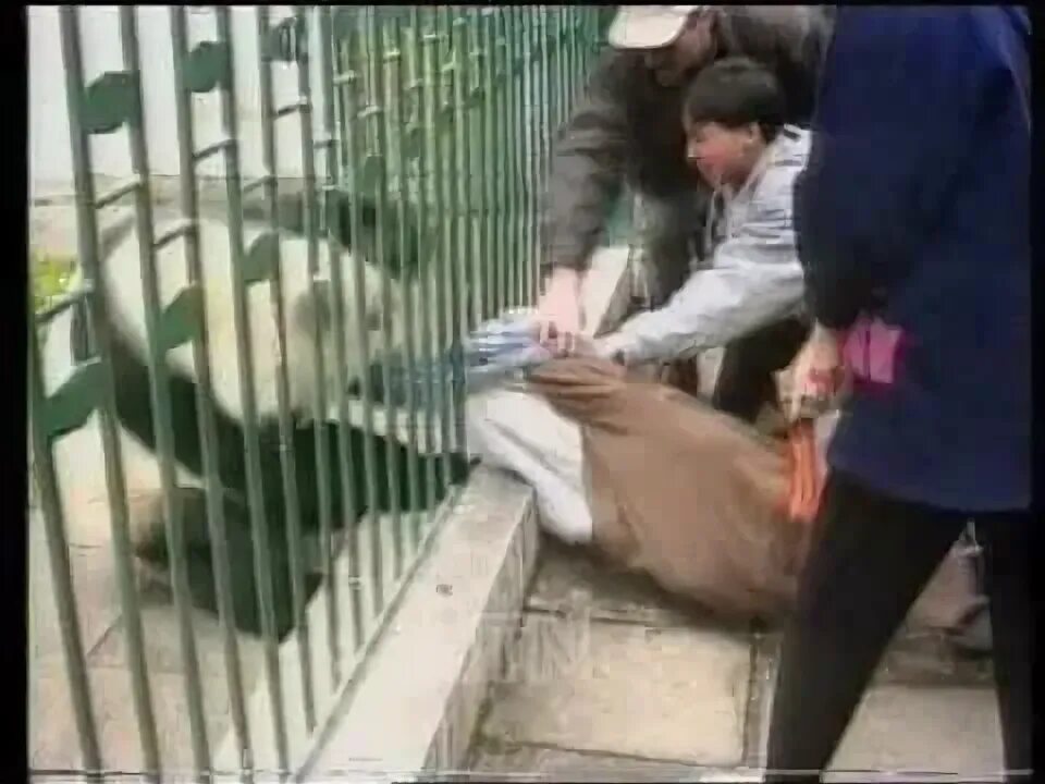 Нападают ли панды. Панда напала на человека в зоопарке. нападение панды на человека. панды нападают на людей.