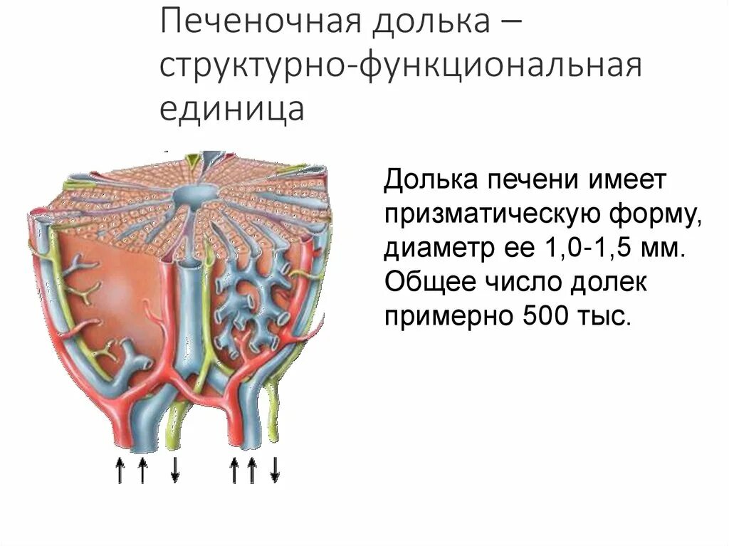 Схема печеночной дольки анатомия. Печеночная долька структурно функциональная единица 3. Структурно-функциональная единица печени печеночная долька. Радиальные структуры печеночной дольки.