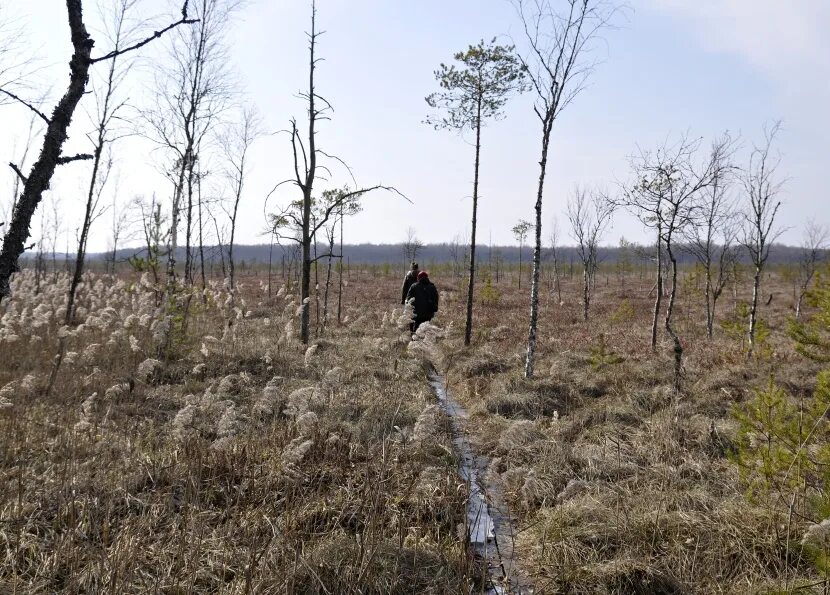 Болота баскервиль-холл. Девоншир торфяные болота. Трясина болота собака баскервилей. Болота в собаке баскервилей. Болота в собаке баскервилей.