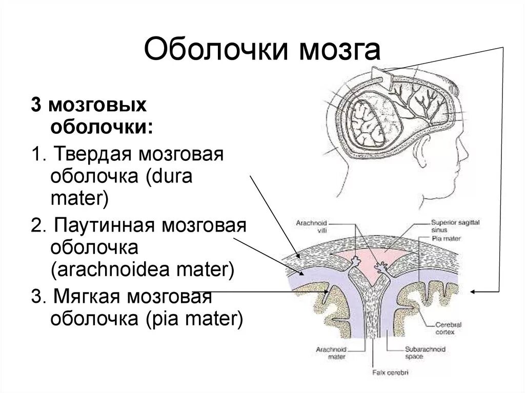 Оболочки защищающие мозг. Мягкая мозговая оболочка головного мозга анатомия. Оболочки головного мозга твердая паутинная и мягкая. Строение твёрдой мозговой оболочки схема. Строение оболочек головного мозга таблица.