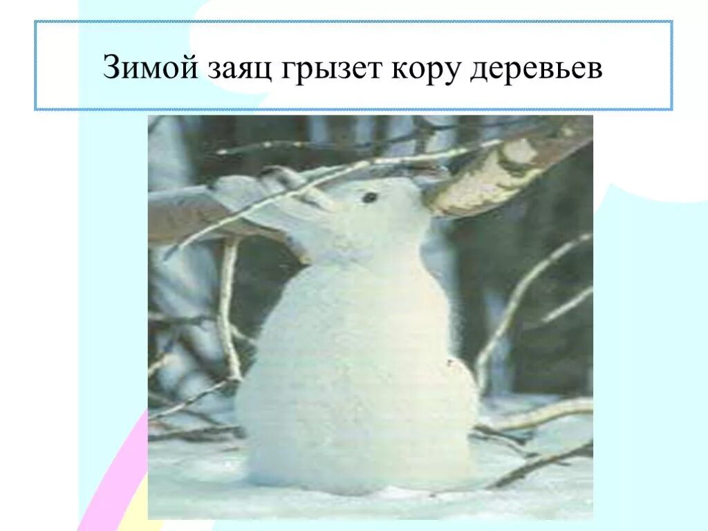 Заяц ест березу. Заяц грызет кору деревьев зимой. заяц грызет. заяц зимой ест кору. заяц обгладывает кору деревьев.