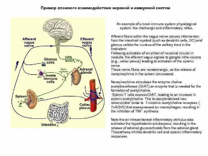 Эндокринная и иммунная система. Взаимосвязь иммунной нервной и эндокринной системы. Взаимодействие между нейроэндокринной и иммунной системами. Взаимодействие между нервной эндокринной и иммунной системами. Взаимосвязь нервной и эндокринной систем.