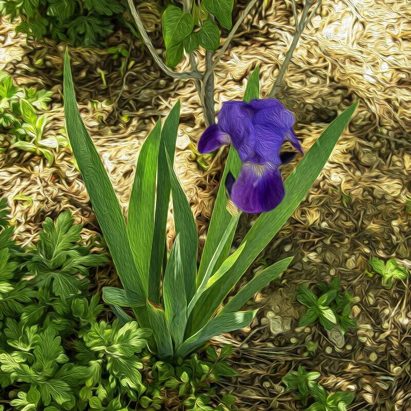 ирис photogenic. ирис бородатый ализе. ирис painted flutes. красивые цветы ирисы. вольф ирис.
