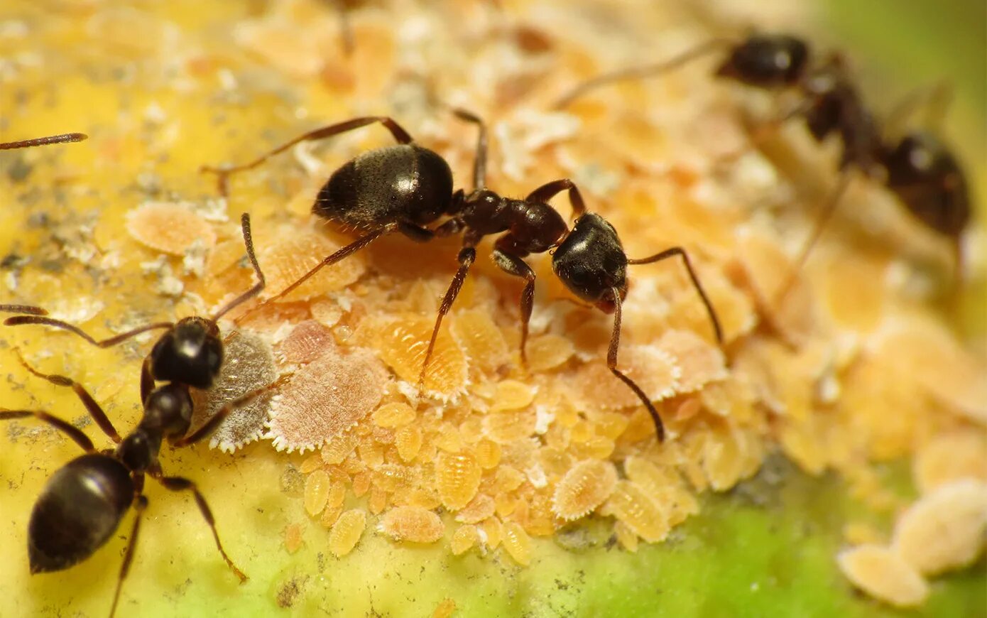 Муравейник черного садового муравья. Lasius Niger Муравейник. Harpegnathos Saltator cruentatus. Черные садовые муравьи (Lasius Niger)..