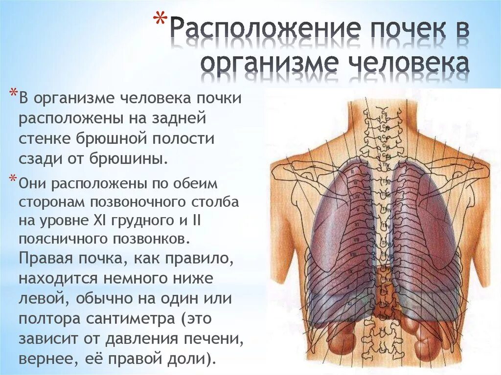 Расположение почек спереди. Расположение почек у человека спереди. Определение местоположения почек на муляже 9 класс